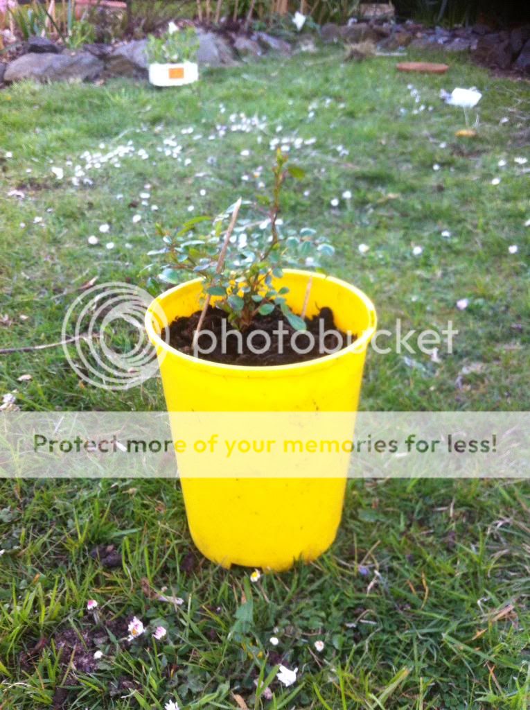 photo 3CC49009-154C-47F3-9A12-2BC23ED0ADC6_zpssdgm2jnn.jpg